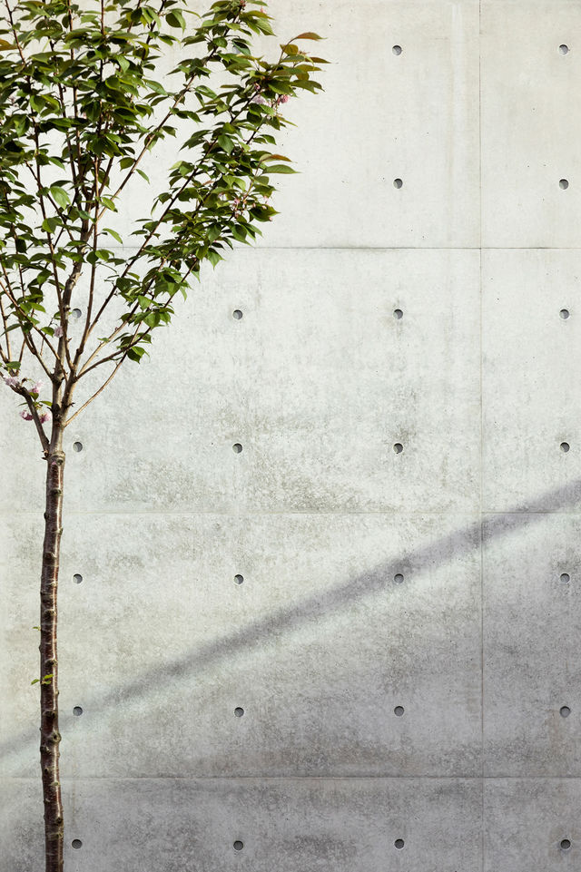 Young green tree in front of a concrete wall.